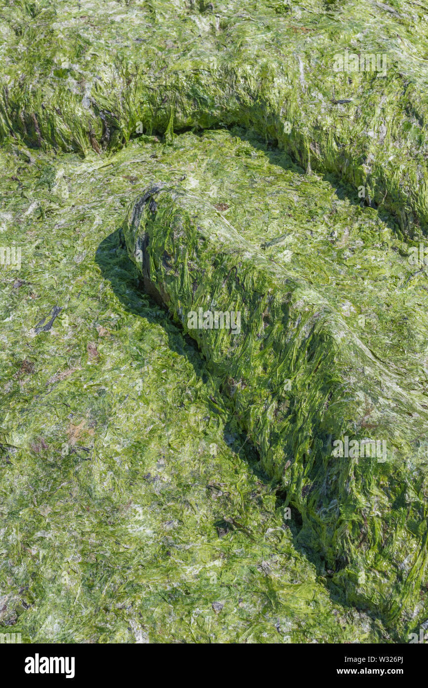 Litze grün Algen Sea Lettuce/Ulva lactuca gewaschen an Land, am Strand und an der Drift Linie abgelegt. Angeschwemmte Metapher, gestrandete Konzept. Stockfoto