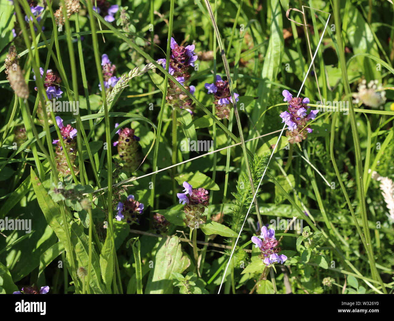 Blume von prunella vulgaris, als gemeinsame selbst bekannte schließen Heilen, Heilen, woundwort, das Herz der Erde, Tischler, Kraut, brownwort und blauen Locken Stockfoto