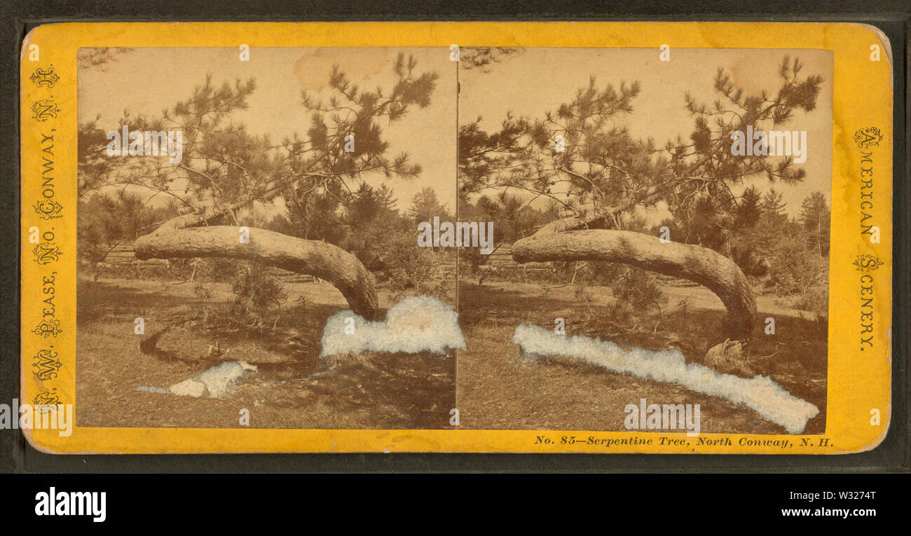 Serpentine Baum, North Conway, NH, von Pease, N W (Nathan W), 1836-1918 Stockfoto
