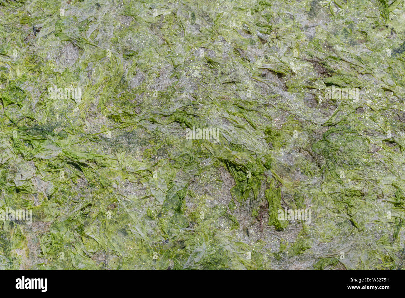 Litze grün Algen Sea Lettuce/Ulva lactuca gewaschen an Land, am Strand und an der Drift Linie abgelegt. Angeschwemmte Metapher, gestrandete Konzept. Stockfoto
