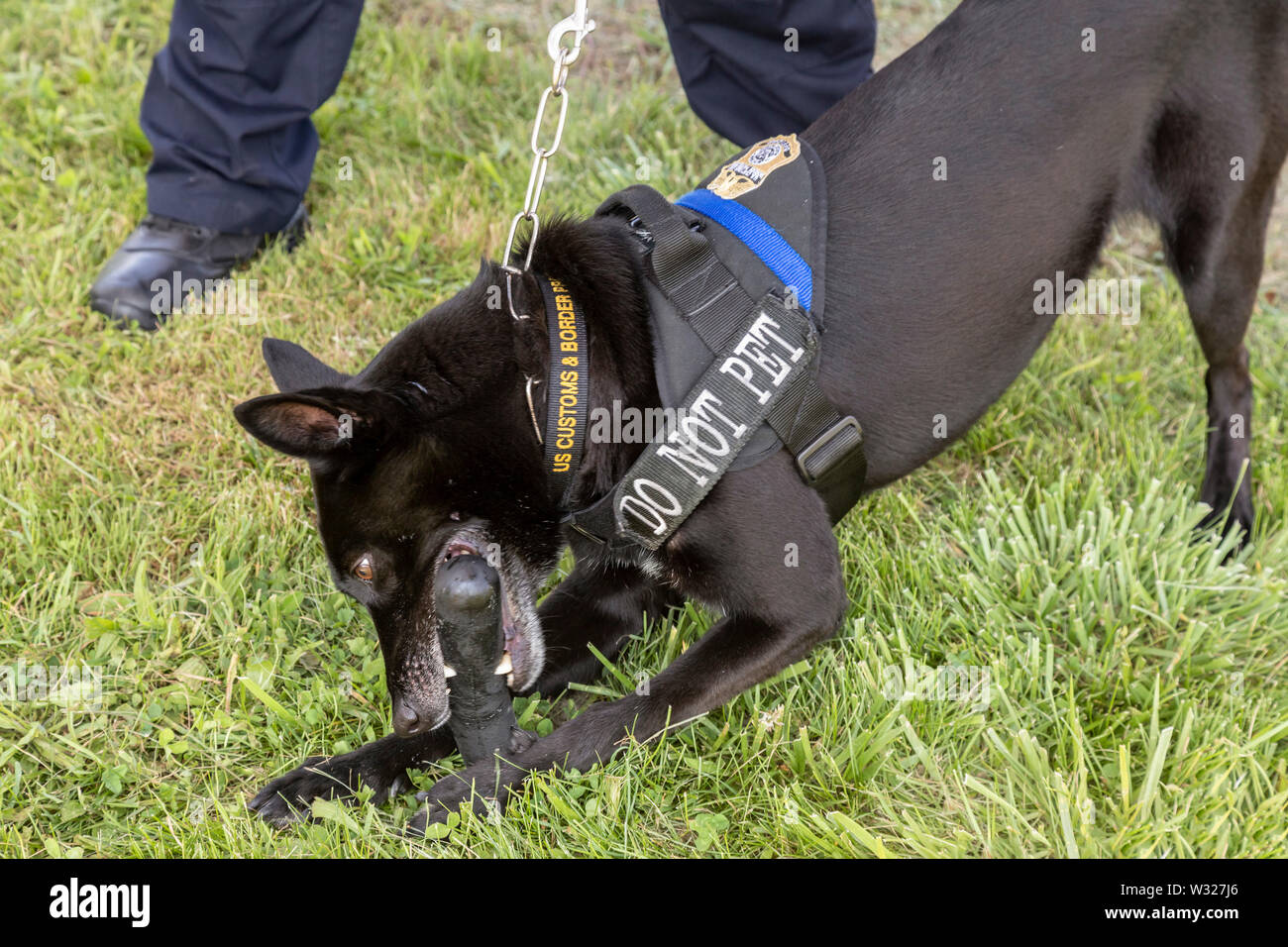 Detroit, Michigan - EIN U.S. Customs & Border Protection Hund spielt mit einem Spielzeug. Stockfoto