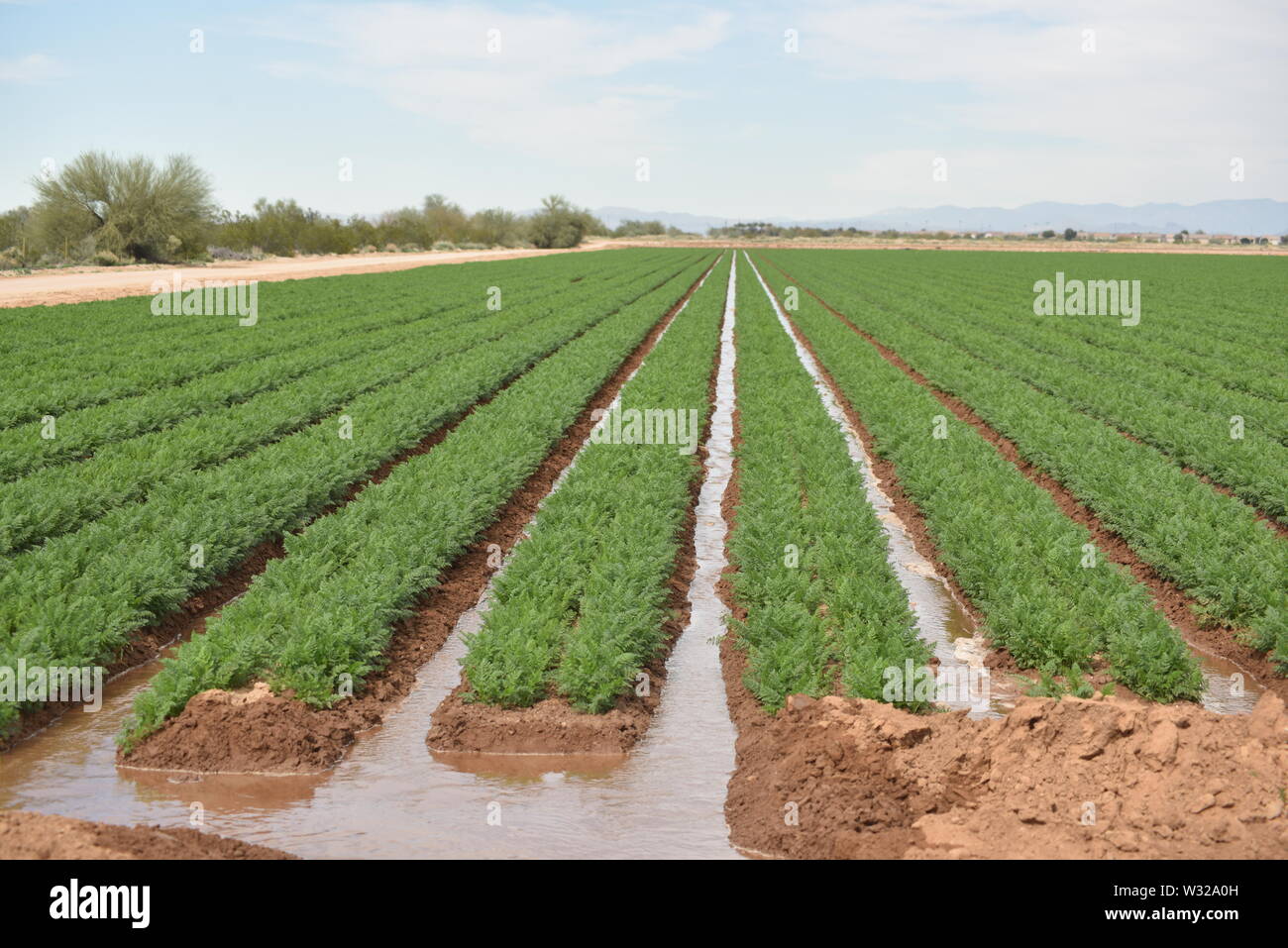 Arizona bewässerten Karotte Erntegut Stockfoto