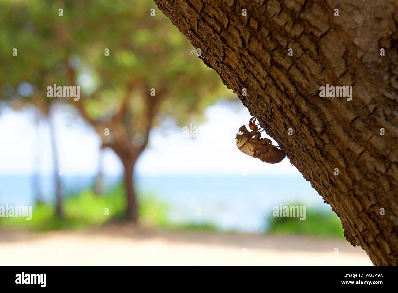 Eine leere verlassene Zikade shell hängen von einem Baumstamm. Unscharfer Hintergrund Blick auf den blauen Himmel, das Meer und die grüne Bäume im Sommer in einer Strand Stockfoto