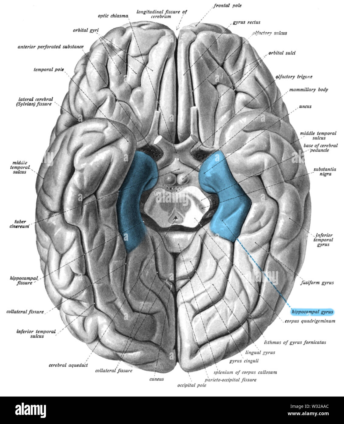 Sobo 1909 630 - gyrus Parahippocampal Stockfoto