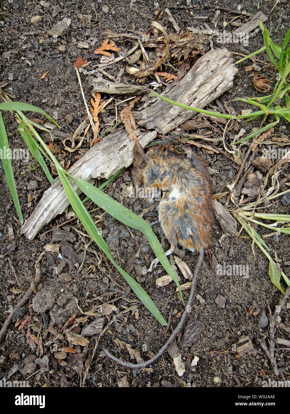 Tote maus Makro Hintergrund Fine Art Drucke in hoher Qualität Stockfoto