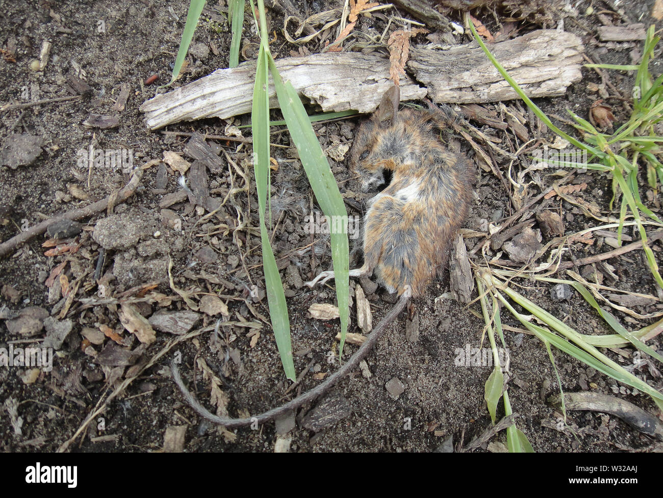 Tote maus Makro Hintergrund Fine Art Drucke in hoher Qualität Stockfoto