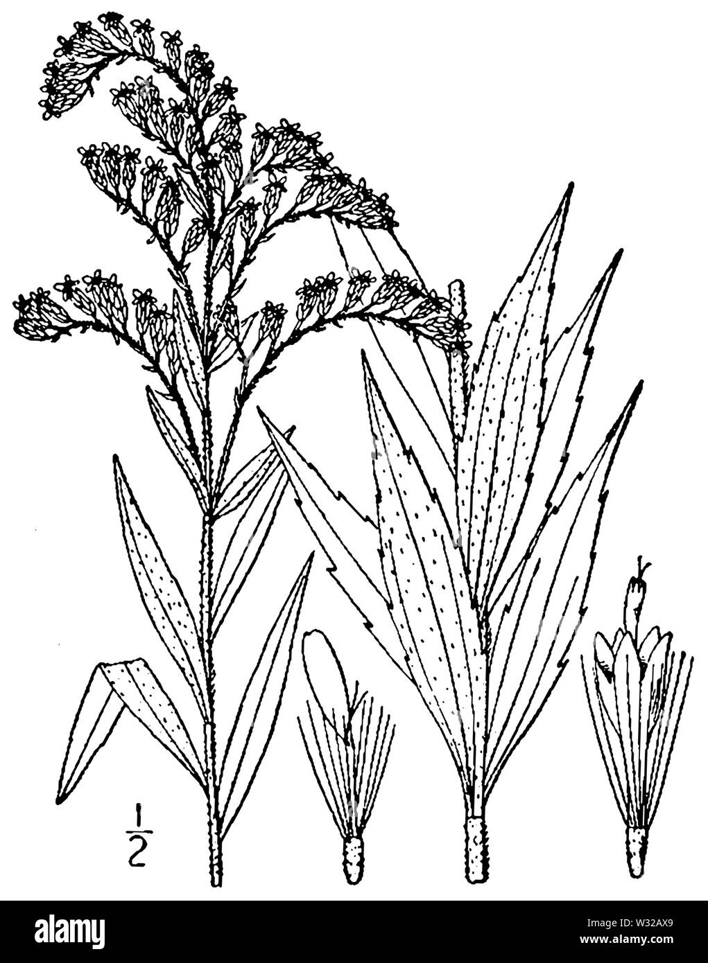 Solidago altissima BB 1946-1974 Stockfoto