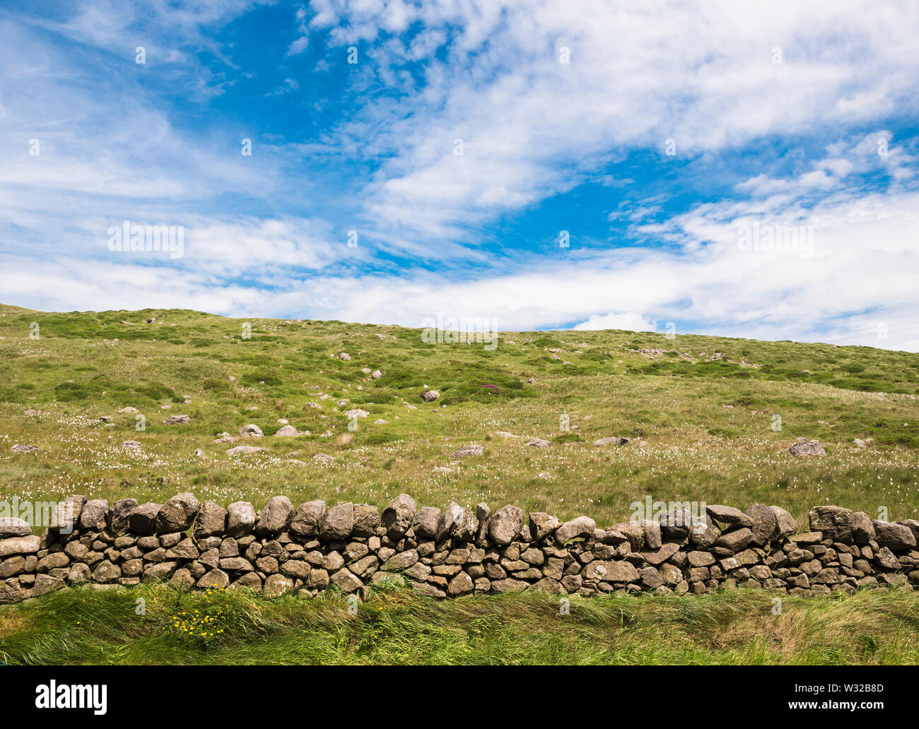 Ein Felsenfeld mit reichlich Moorbaumwolle oder Baumwollgras (Eriophorum angustifolium) in der Nähe von Slieve Muck, Mourne Mountains, County Down, Nordirland Stockfoto