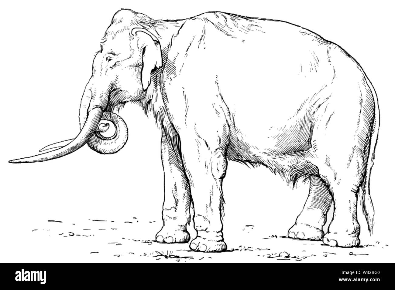 Südliche Mammut Mammuthus meridionalis 2 Stockfoto