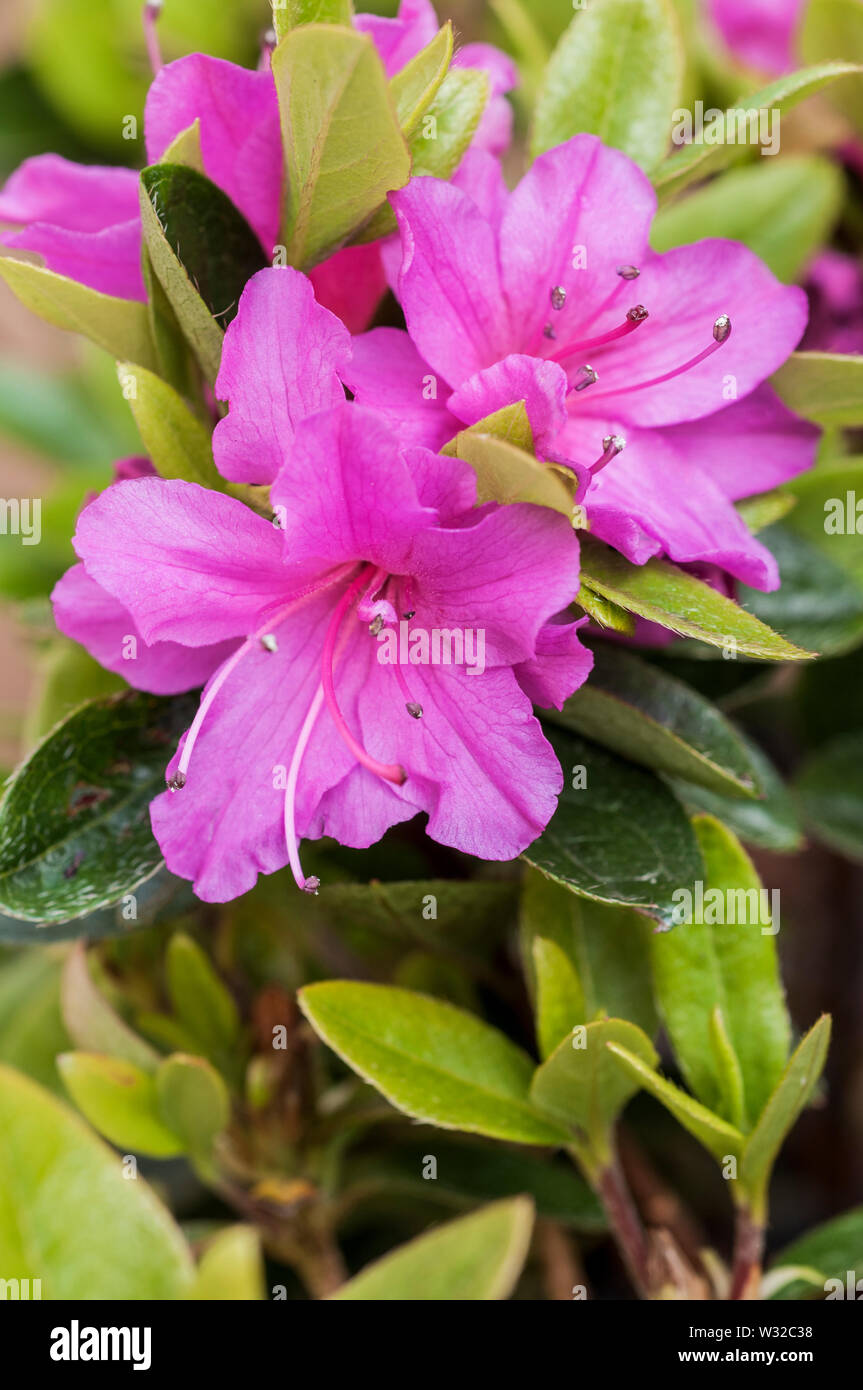 Rhododendron Azalea Geisha Lila Nahaufnahme von hell-lila Blumen auf Pflanzen in voller Blüte Niedrig und compat Evergreen Frühjahr Blütezeit Mai bis Juni Stockfoto