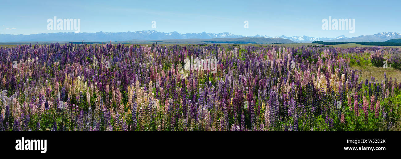 Lupinen rund um Lake Tekapo, Neuseeland Stockfoto