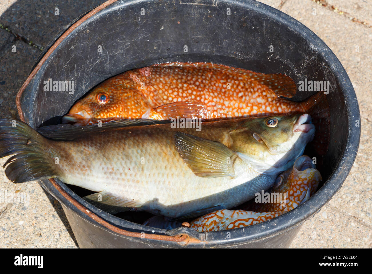 Orange und Braun Ballan Lippfische in einen Eimer nach dem Angeln in der Bretagne Stockfoto