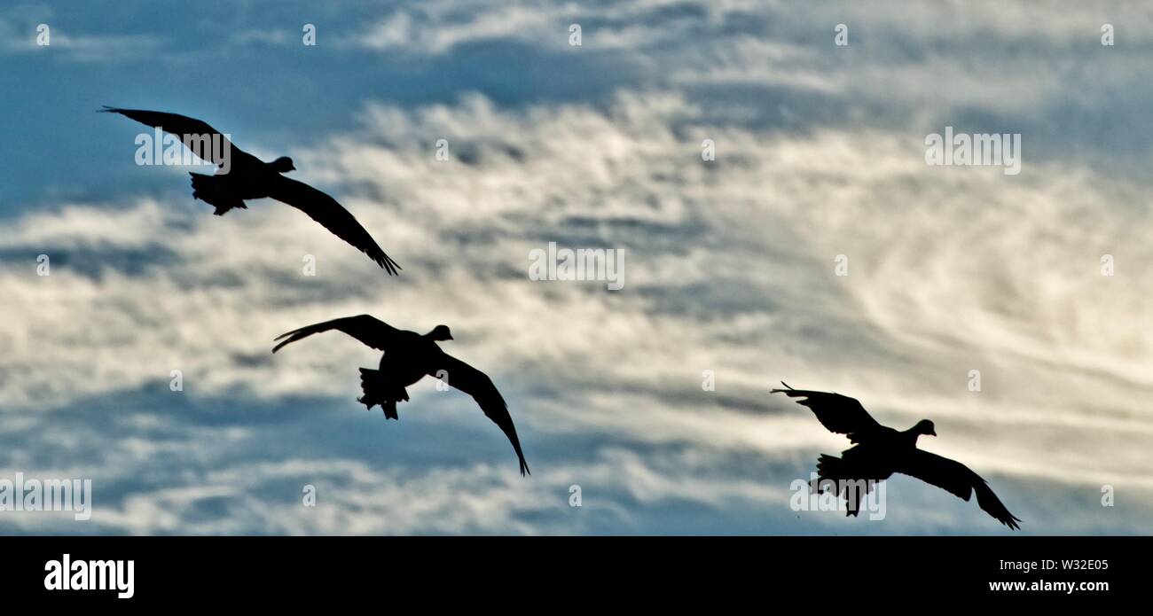 Kanada Gänse bei Lindsey City Park, Canyon, Texas Stockfoto