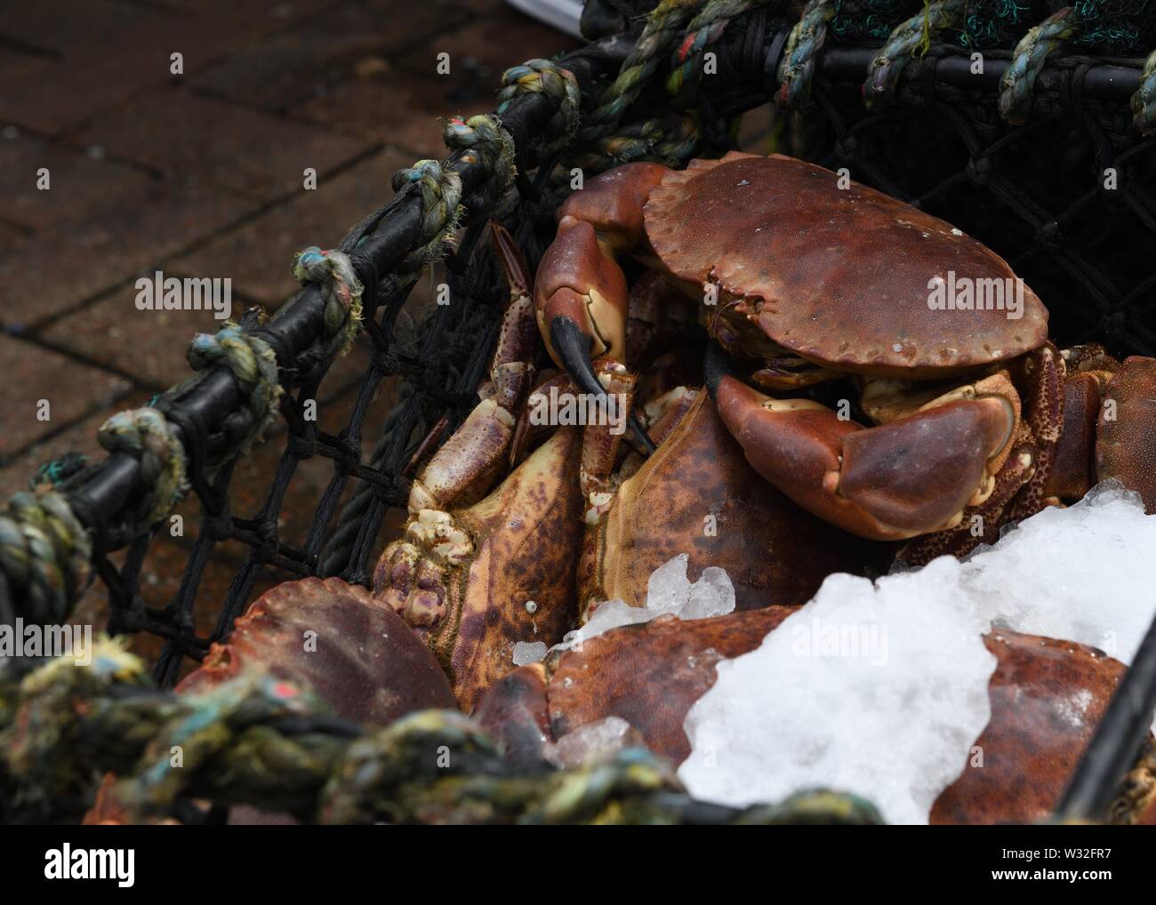 Live Krabben auf Eis in Oban, Schottland, Großbritannien, Europa Stockfoto