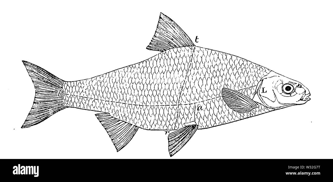 Studie von Fishes-Fig 21. Stockfoto