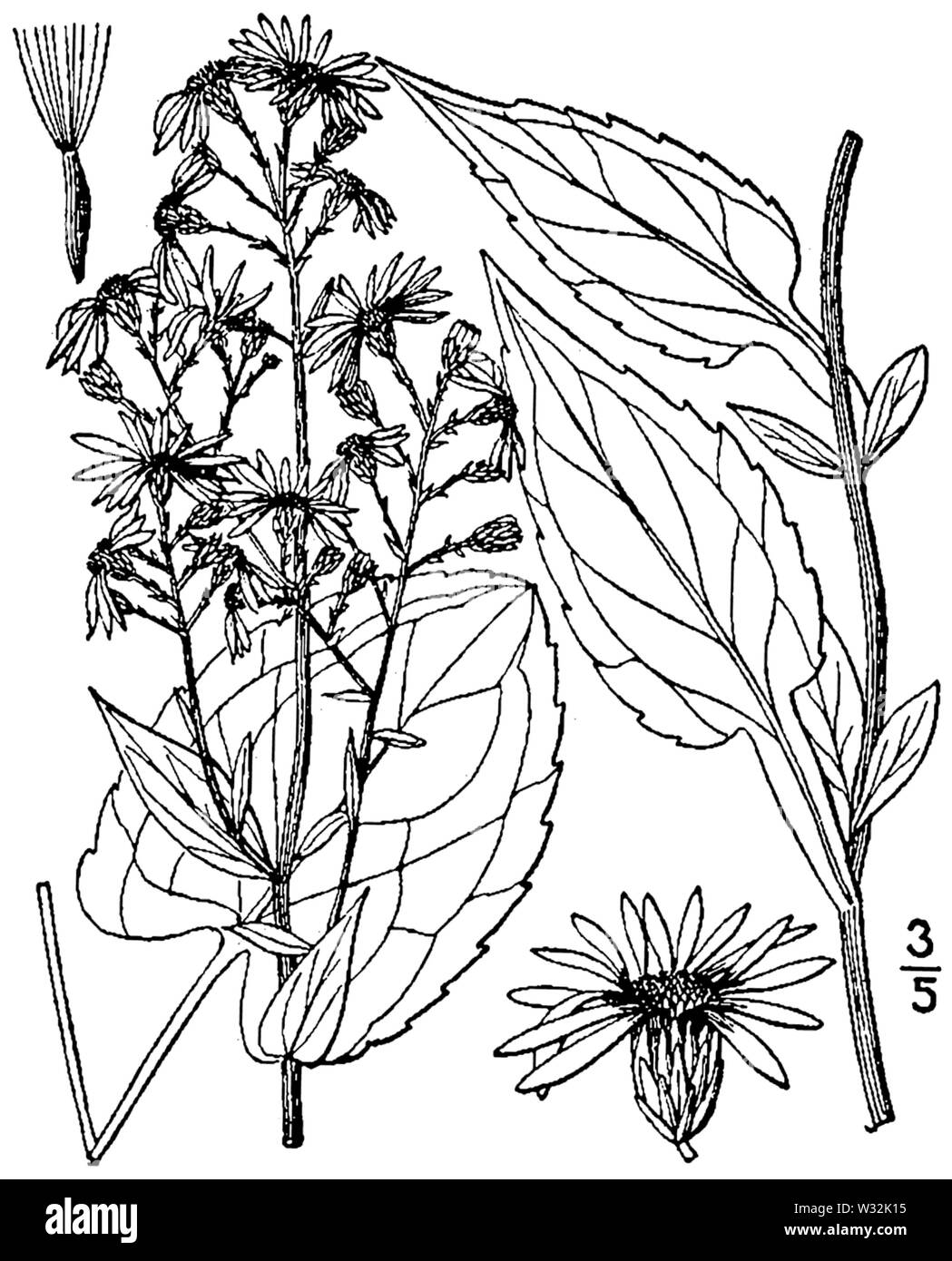 Symphyotrichum lowrieanum Zeichnung Stockfoto