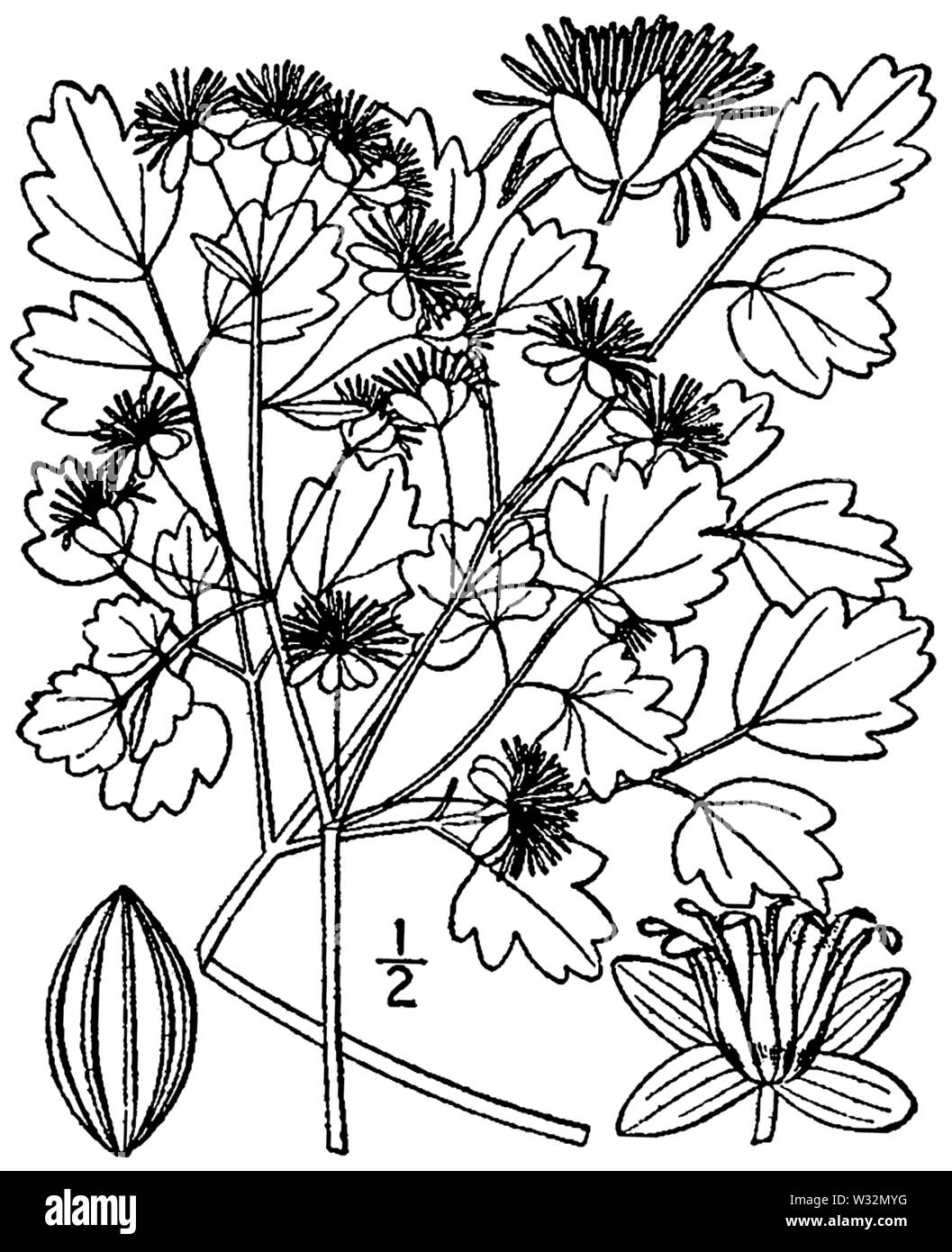 Thalictrum dioicum BB 1946-1974 Stockfoto