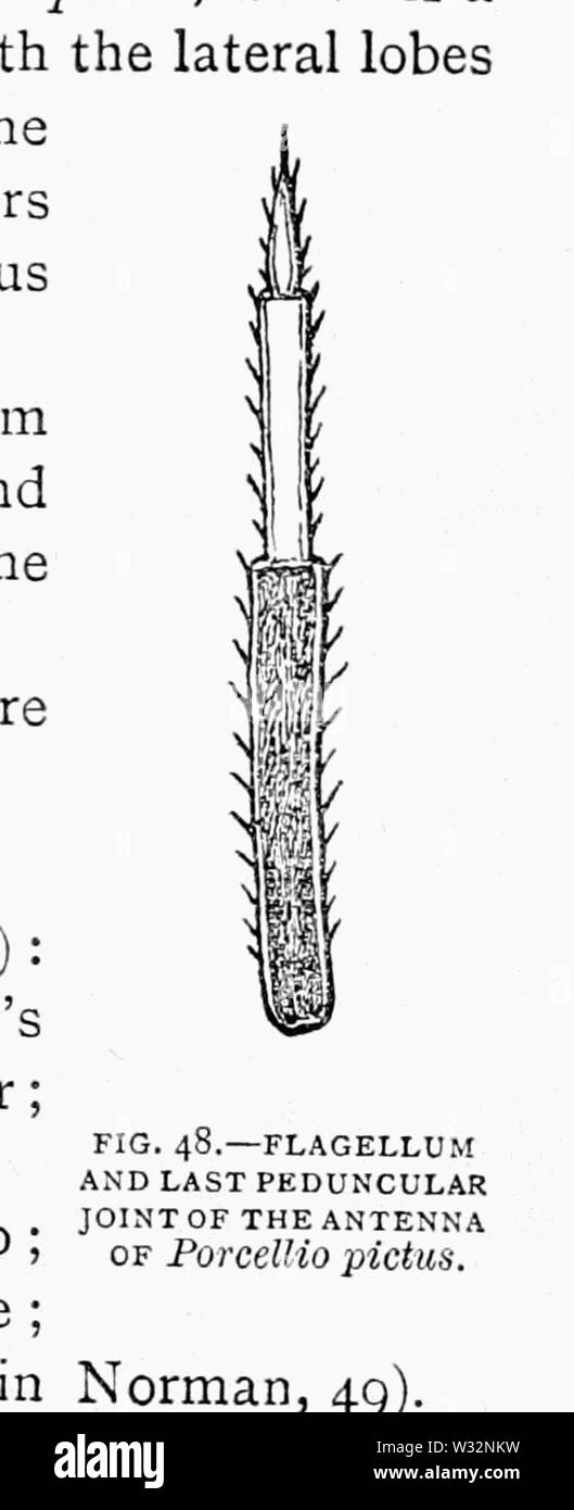 Die britische Asseln 32 Stockfoto