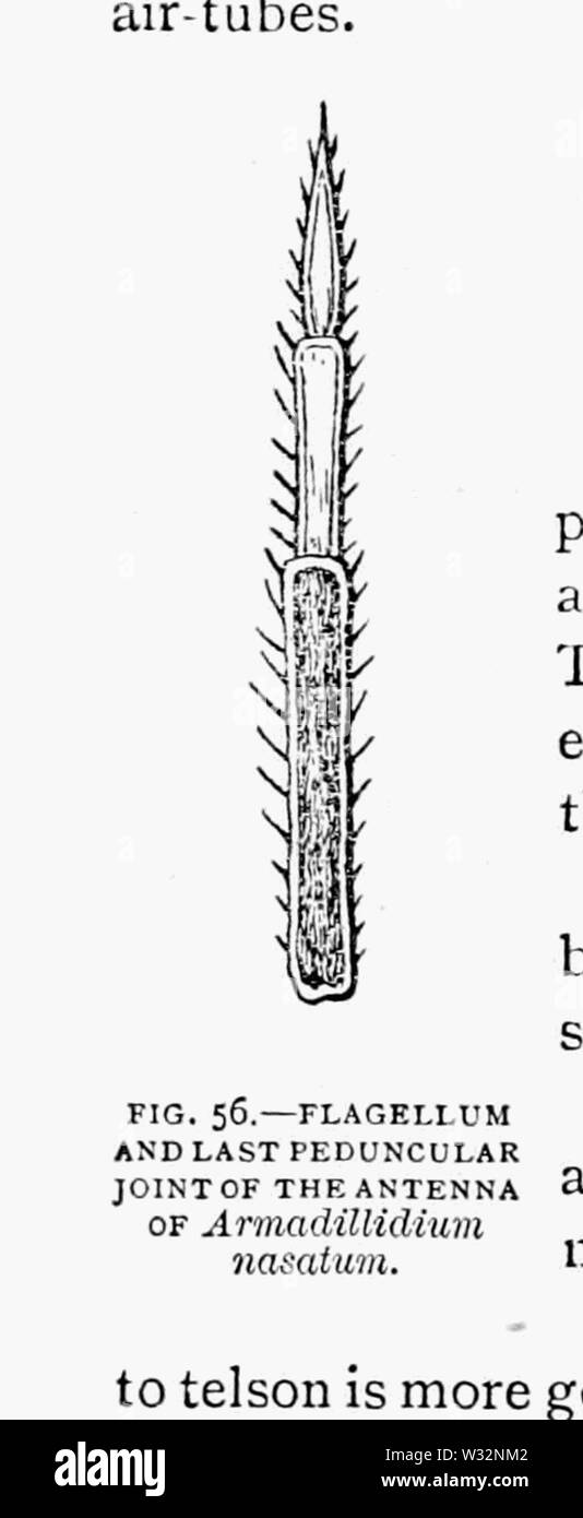 Die britische Asseln 40 Stockfoto