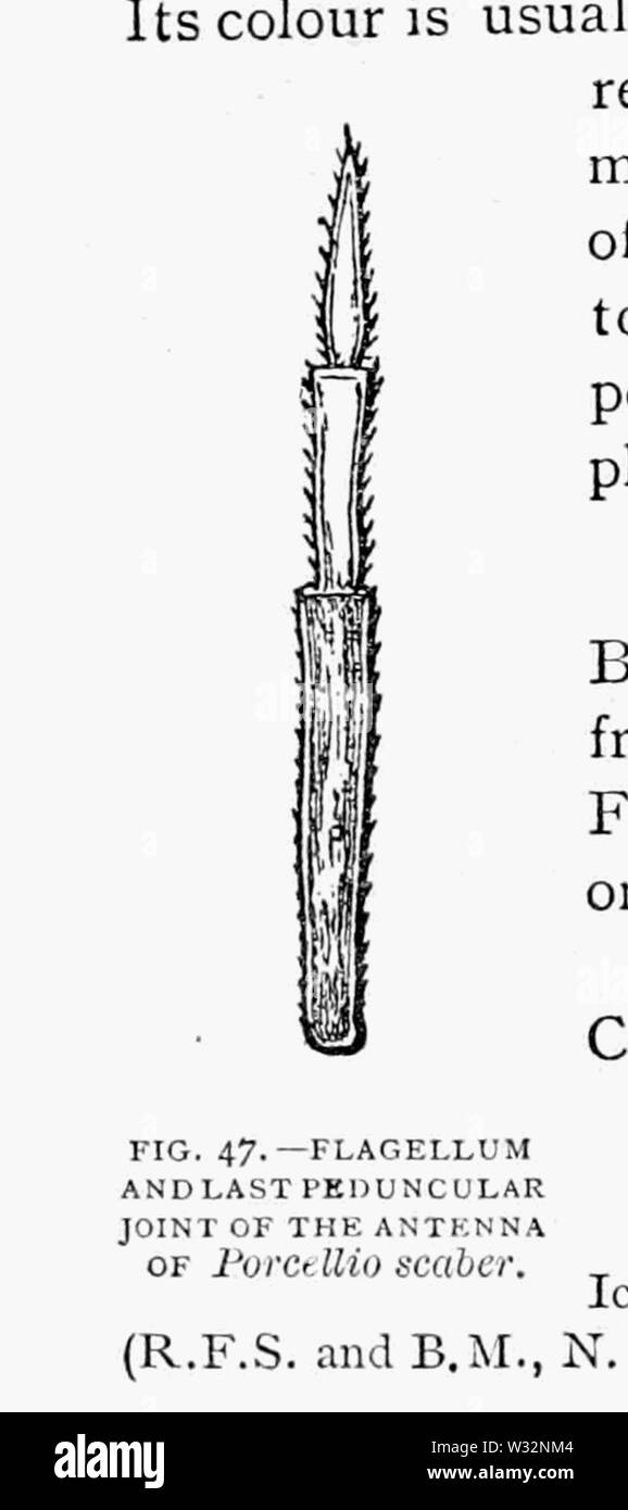Die britische Asseln 31. Stockfoto