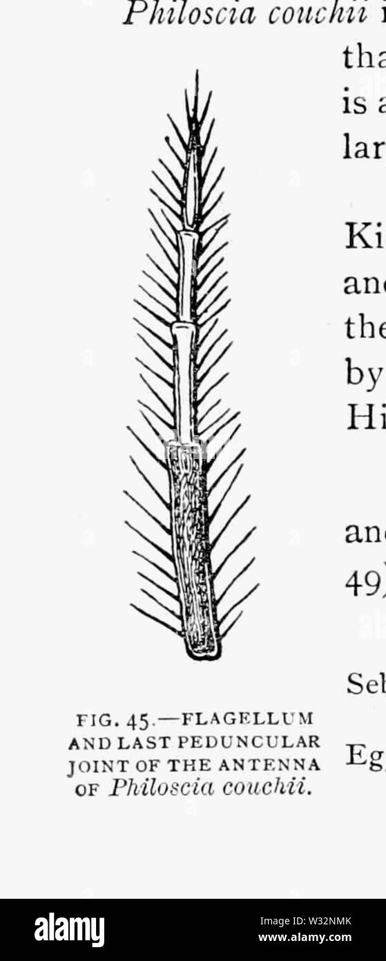 Die britische Asseln 29. Stockfoto