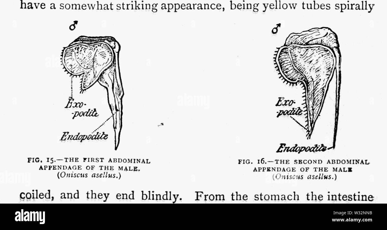 Die britische Asseln 10 Stockfoto