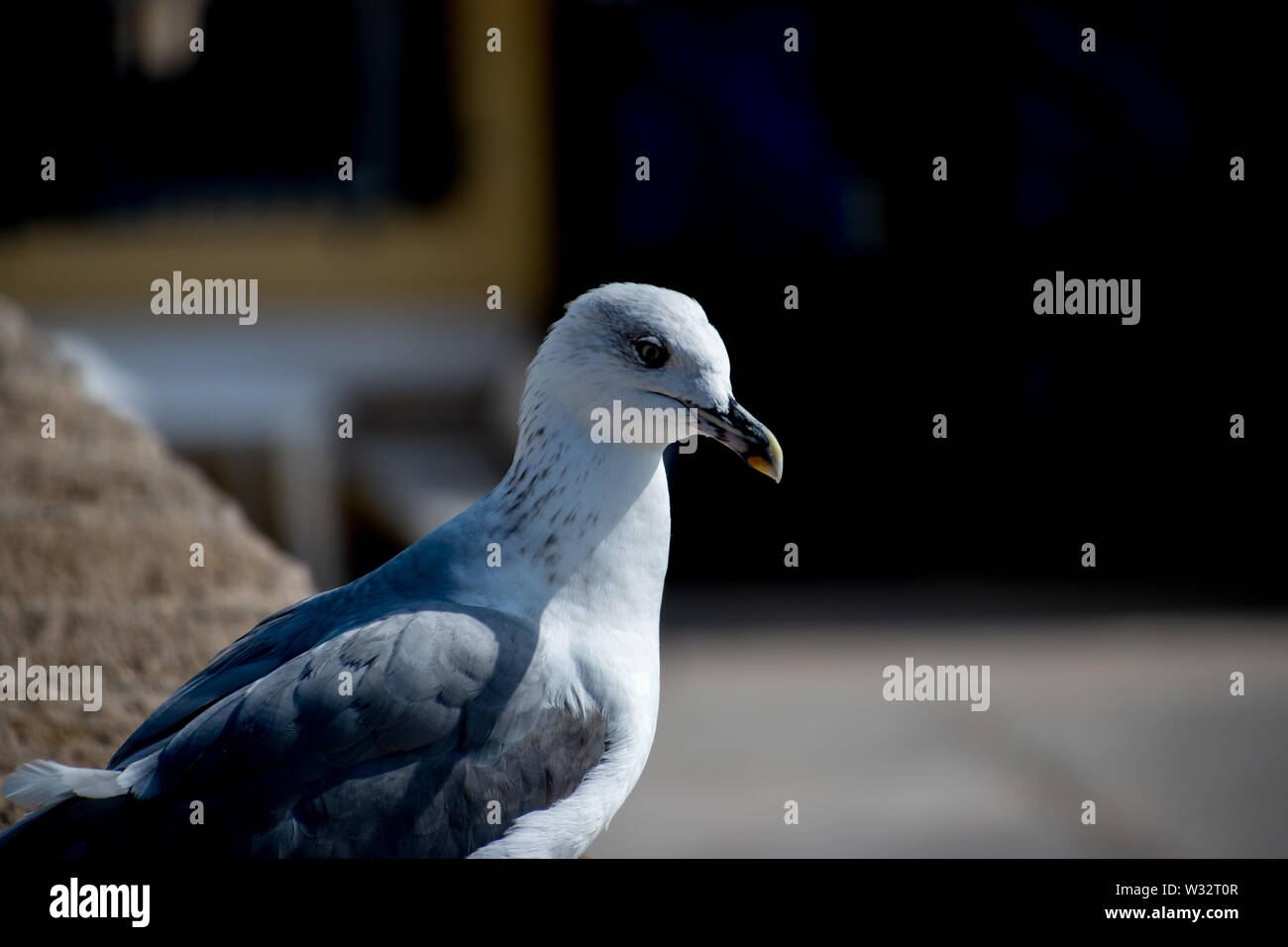 Eine Möwe thront auf einem Felsen an der Wand Stockfoto