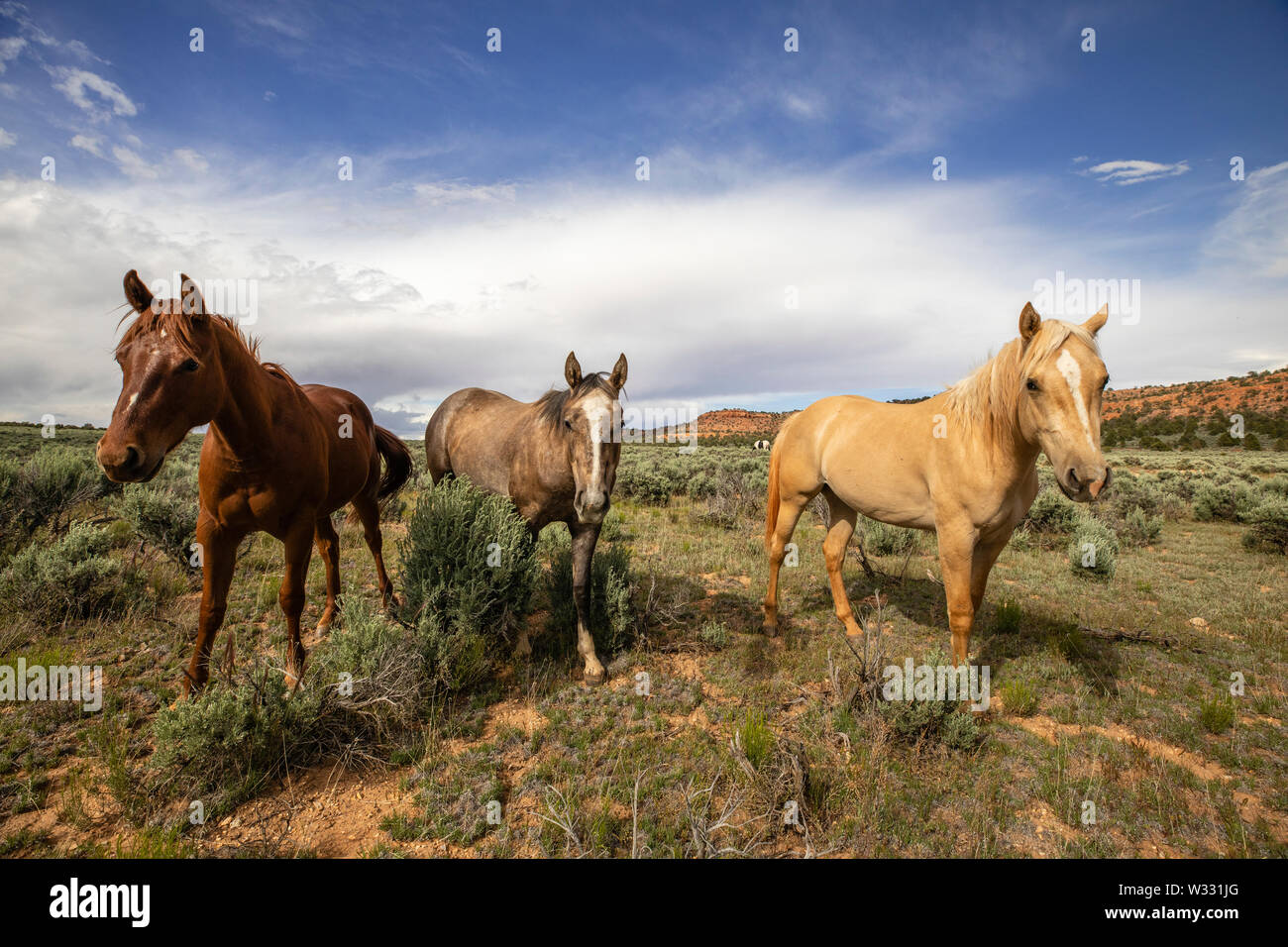 Wilde Pferde bei Vermilion Cliffs National Monument, Arizona, Vereinigte Staaten von Amerika Stockfoto