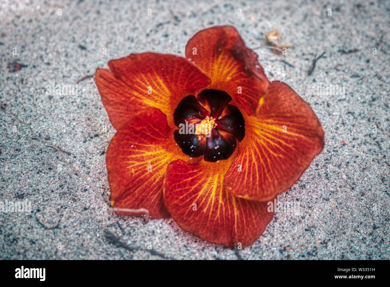 Dieses einzigartige Foto zeigt eine rote exotische Blume im Sand. Dieses Bild wurde auf einer Insel der Malediven genommen Stockfoto