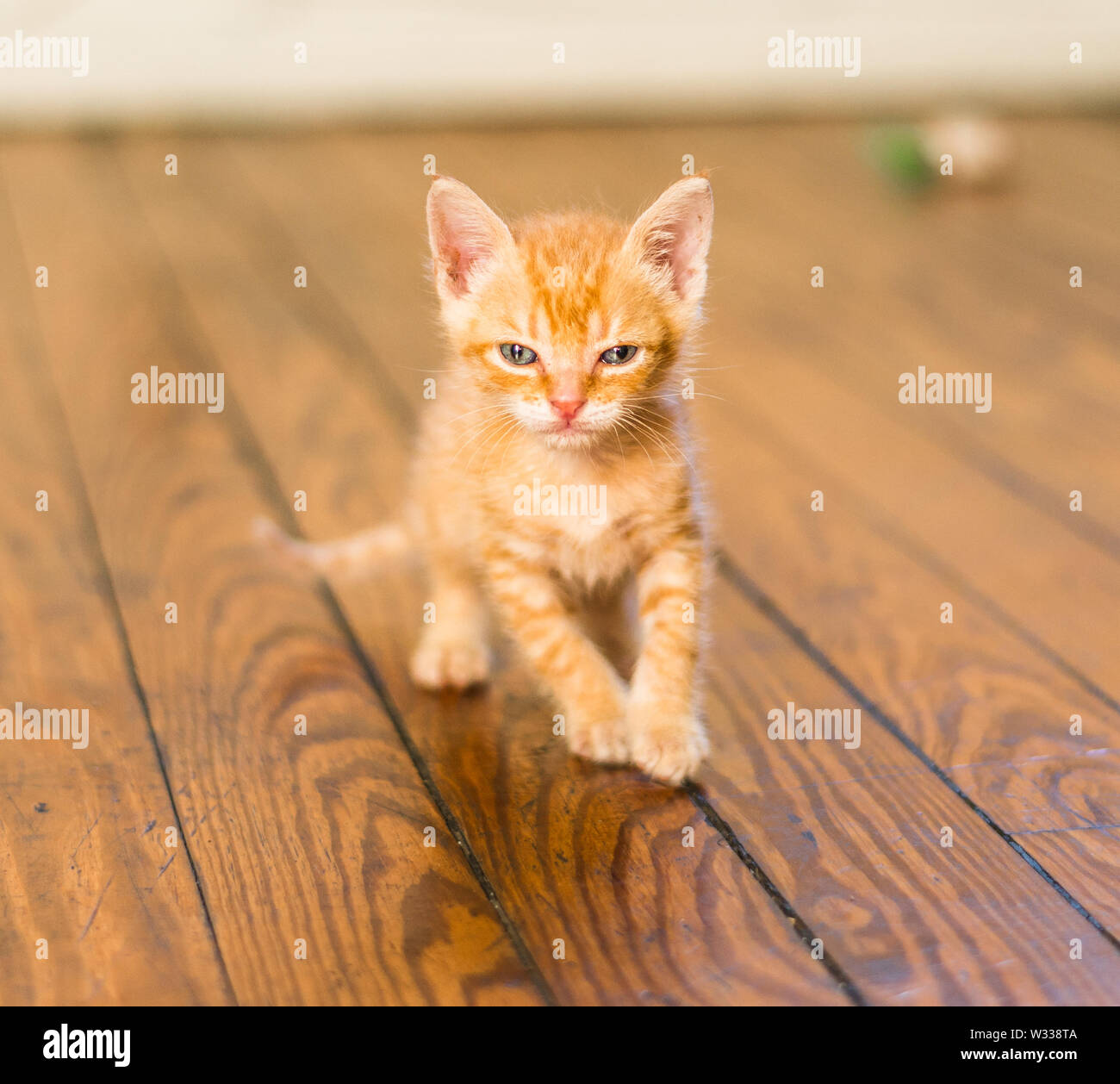 Foto der süßen Orange tabby Kitty Cat spielt Stockfoto