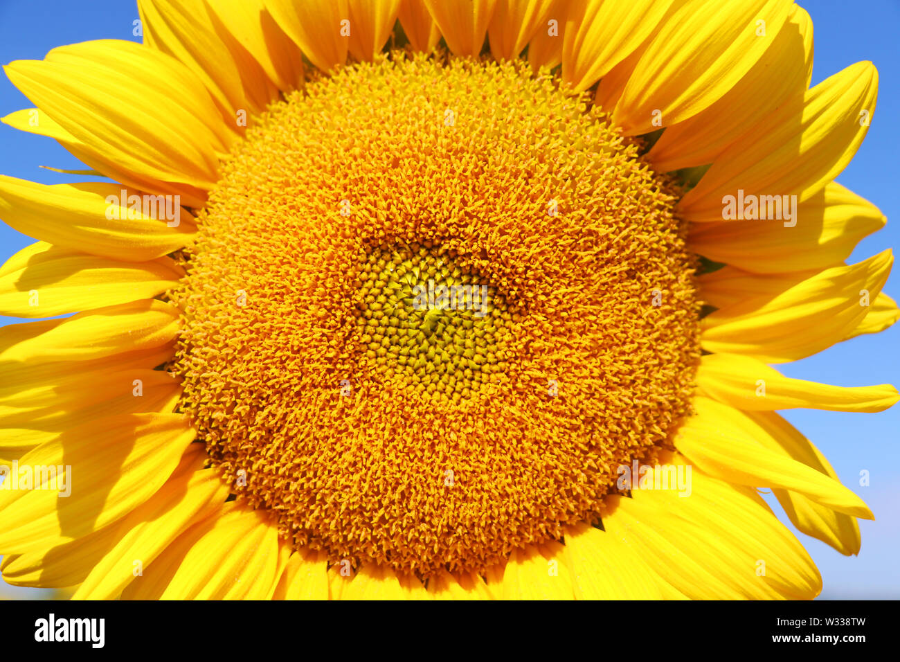 Blühende Sonnenblumen im Sonnenlicht gegen den blauen Himmel. Landwirtschaft und Industrie Hintergrund. Stockfoto