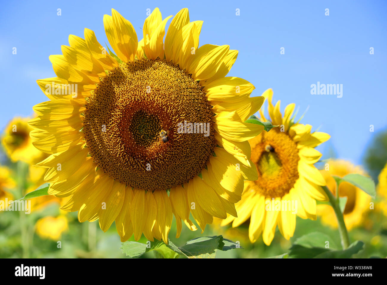 Sonnenblume mit Biene im Sonnenlicht gegen den blauen Himmel. Landwirtschaft, Agronomie und Landwirtschaft Konzept. Stockfoto