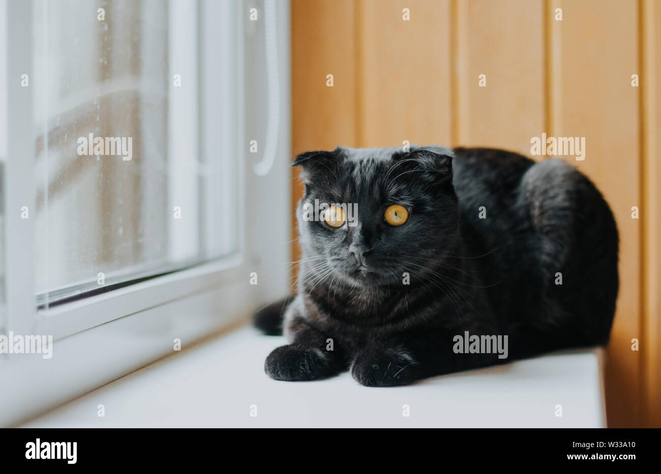 Schwarze schottische Faltkatze mit gelben Augen durchläuft den Türschlitz Stockfoto
