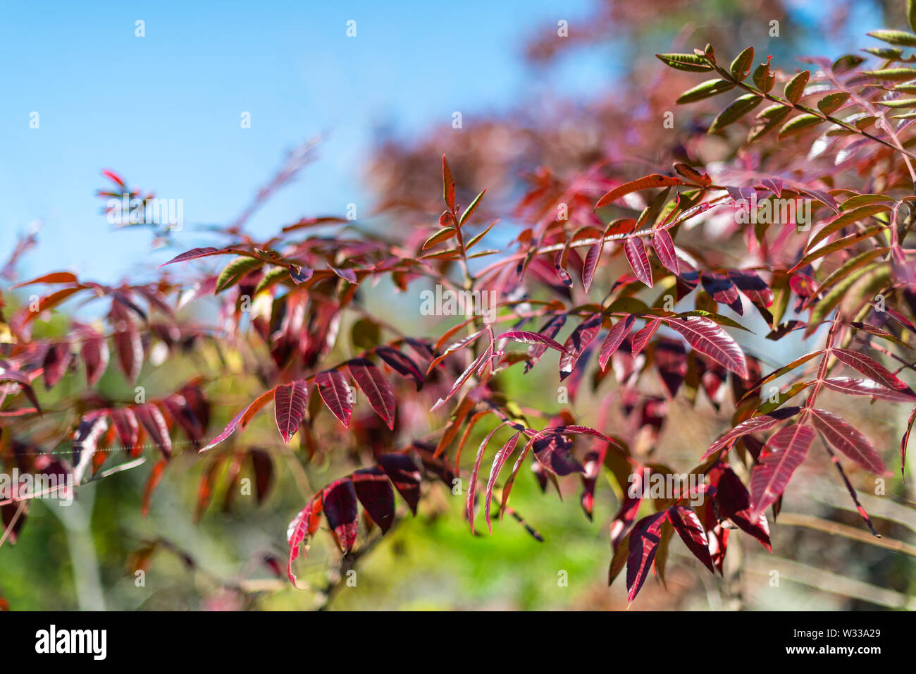 Rote Asche Baum Blätter closeup in Great Falls, Maryland mit buntes Laub auf Billy Goat Trail Wanderung im Herbst Stockfoto
