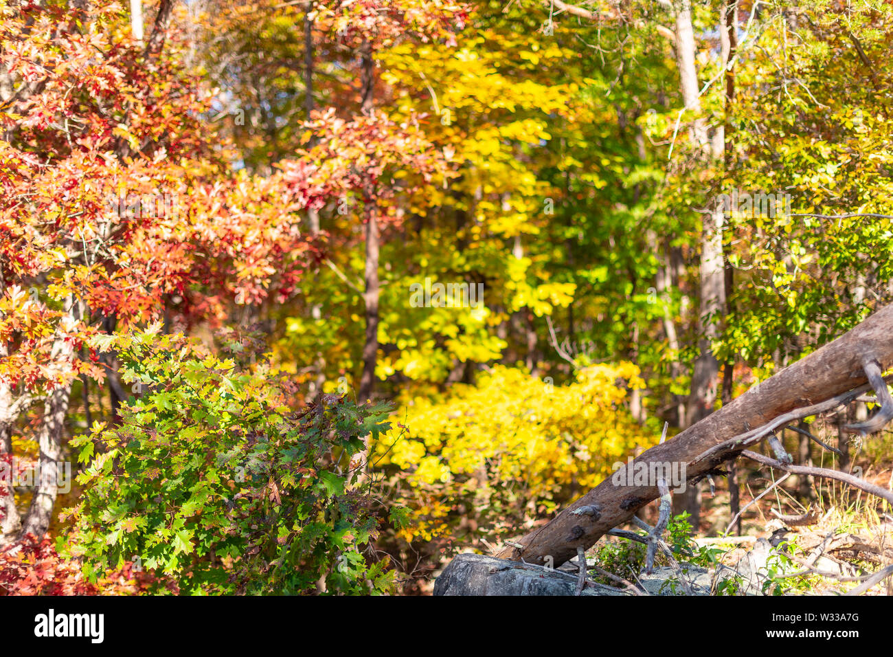 Great Falls orange Bäume im Herbst Blätter farbe closeup in Maryland buntes Laub Wald in Billy Goat Trail Stockfoto