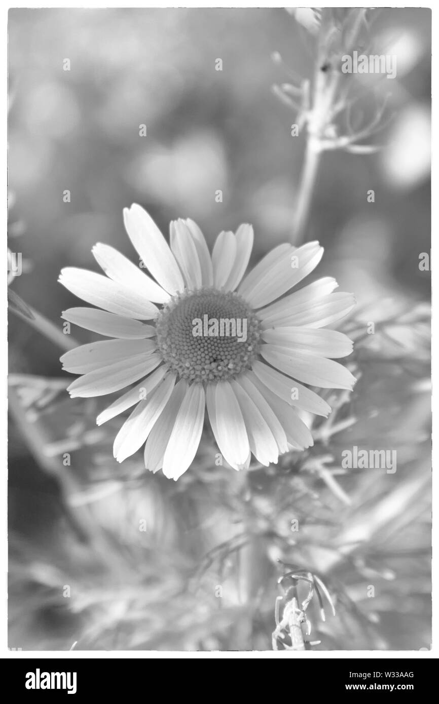 Kamille Blüte. Monochrom. Stockfoto