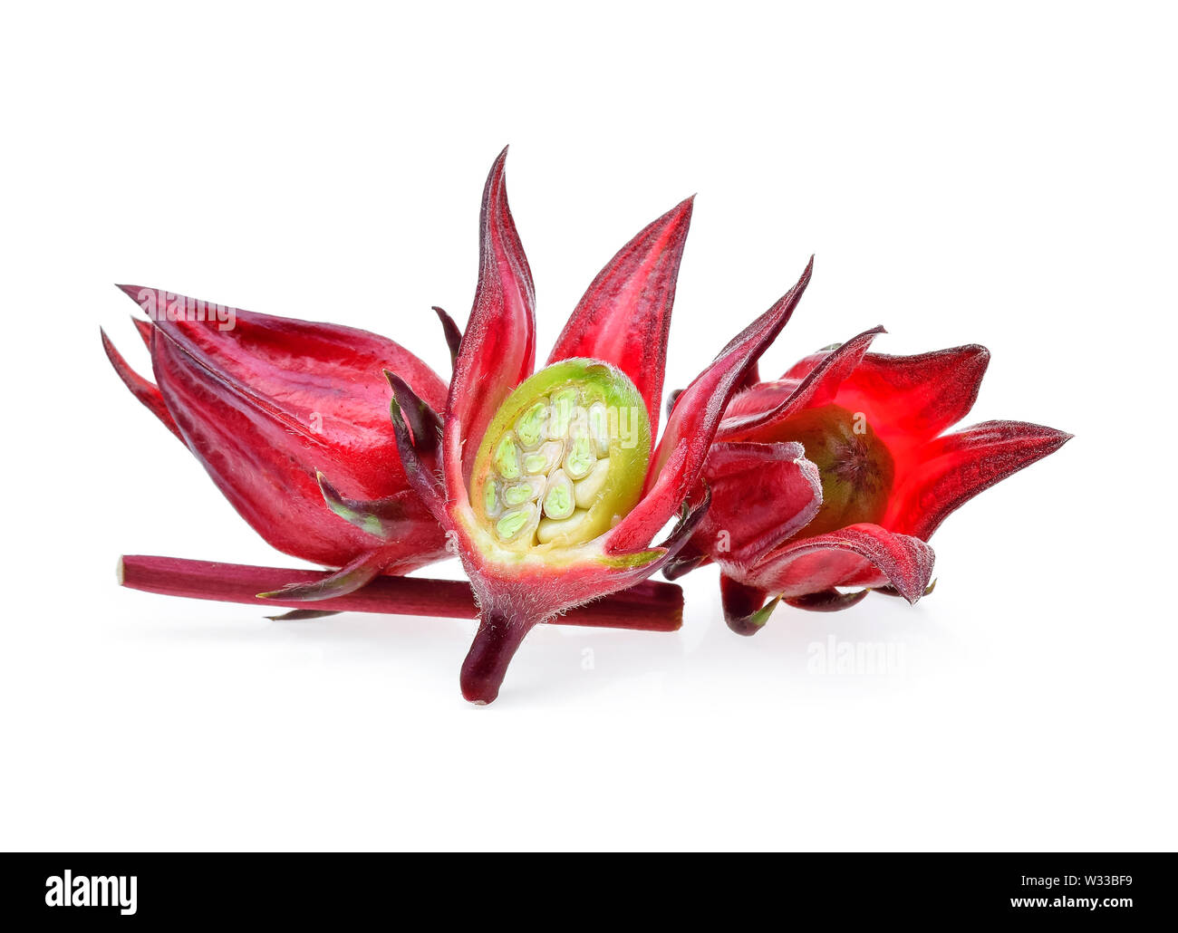 Hibiscus Sabdariffa oder Roselle Früchten isoliert auf weißem Hintergrund Stockfoto