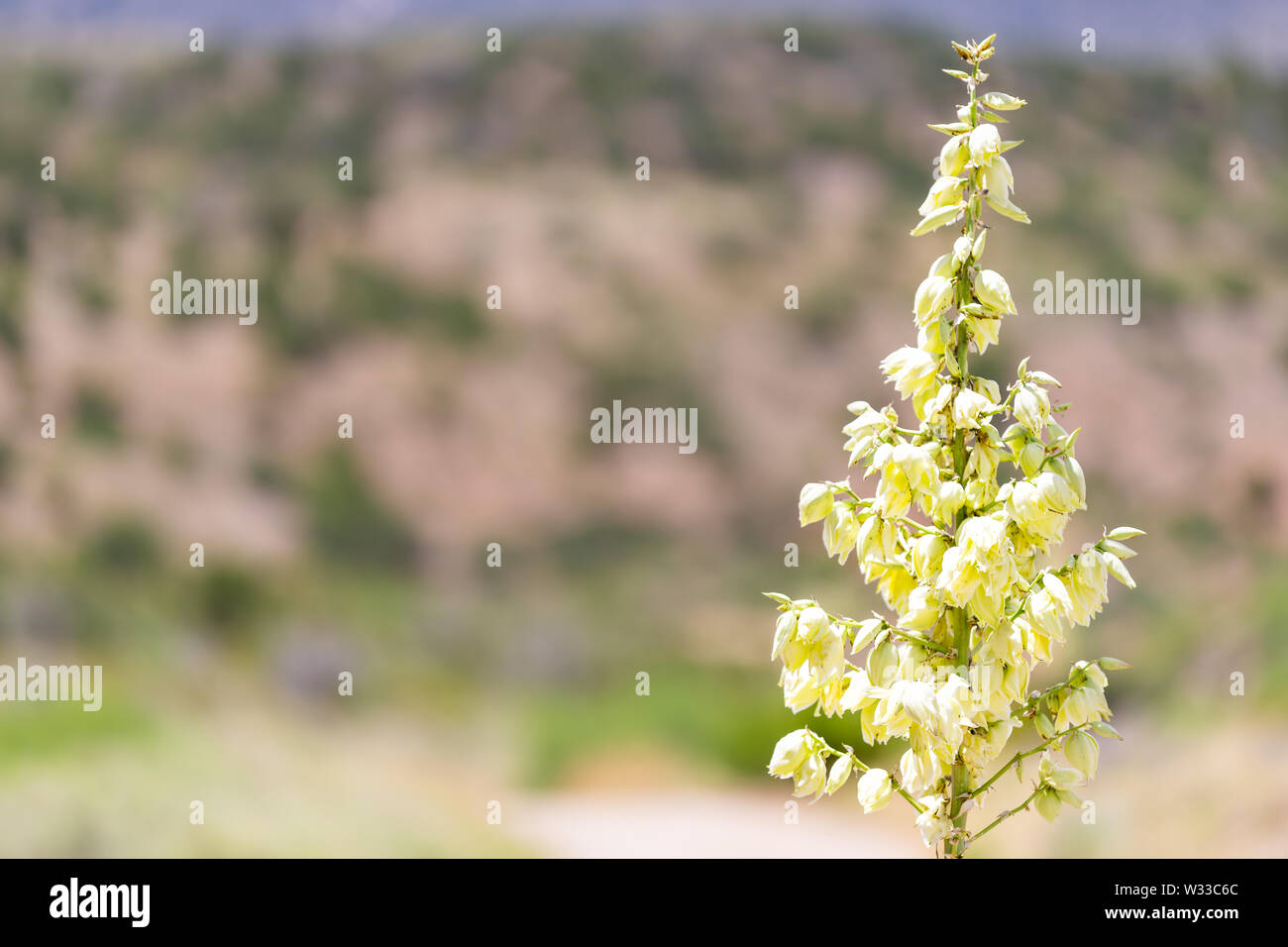 New Mexico eine hohe Yucca Pflanze Blume Stiel Detailansicht in La Luz Stadt mit bokeh Hintergrund der Wüste Stockfoto