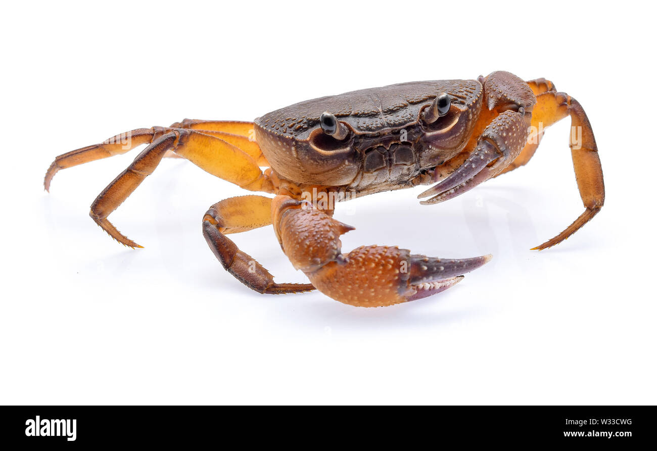 Fiddler crab auf weißem Hintergrund Stockfoto