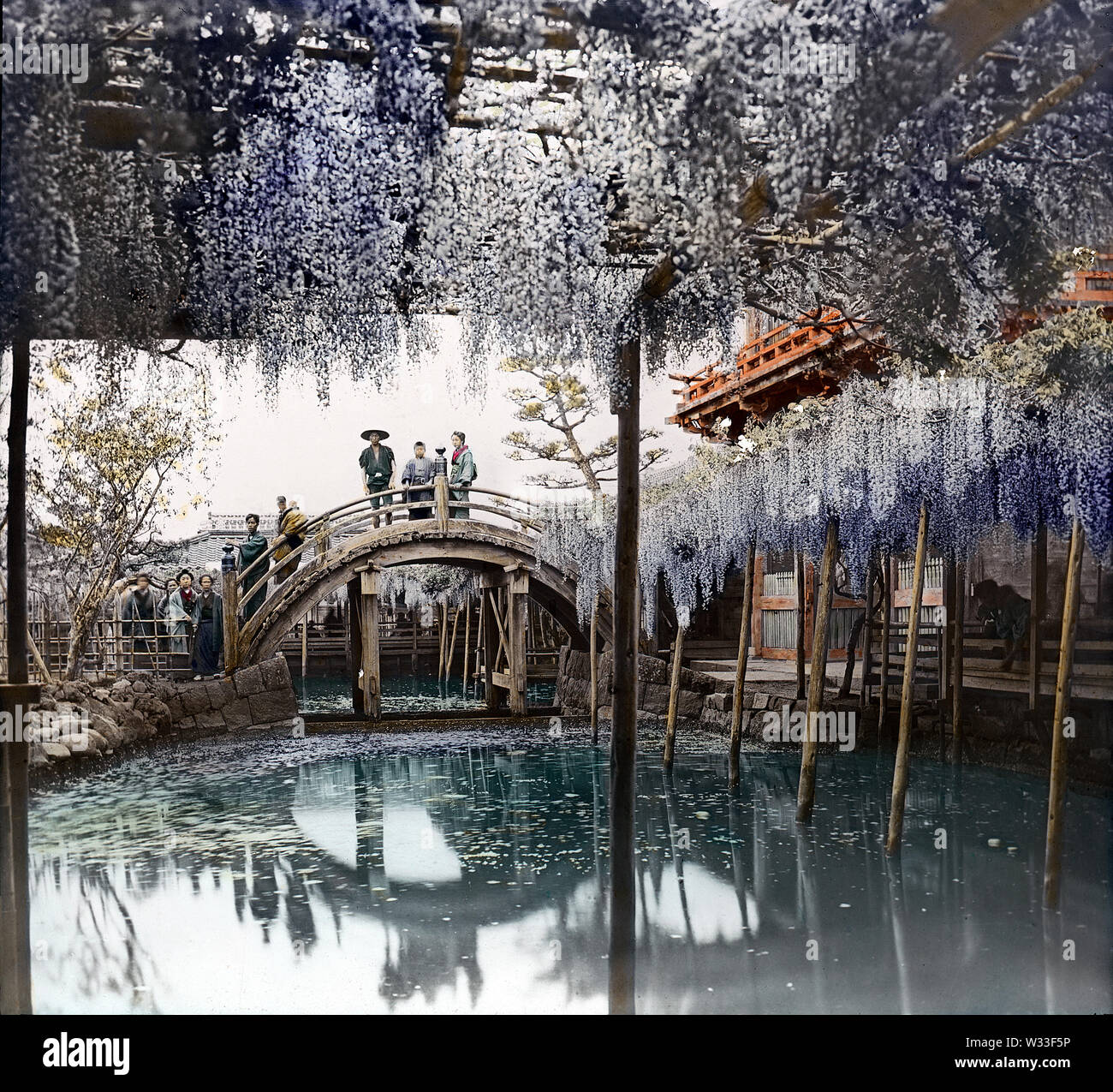 [1890s Japan-Brücke und Glyzinien an kameido Tenjinja Schrein in Tokio] - Bogenbrücke an kameido Tenjinja Schrein in Tokio. Der Shinto Schrein, berühmt für seine Brücke und Glyzinien, widmet sich der Dichter, Gelehrter und Staatsmann Sugawara no Michizane (845-903). Sie zieht daher viele Studenten, die hier vor ihren Prüfungen beten. 19 Vintage Glas schieben. Stockfoto