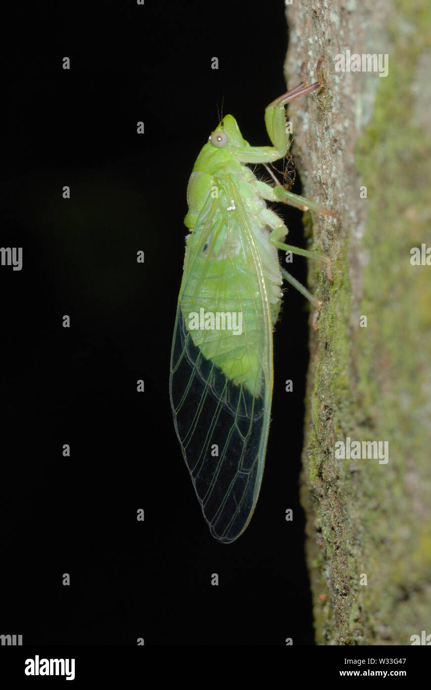 Grüne Zikade (Cicadoidea sp.), die sich aus den Larven Fall n Kibale Nationalpark, Uganda. 7. in Folge von sieben. Stockfoto