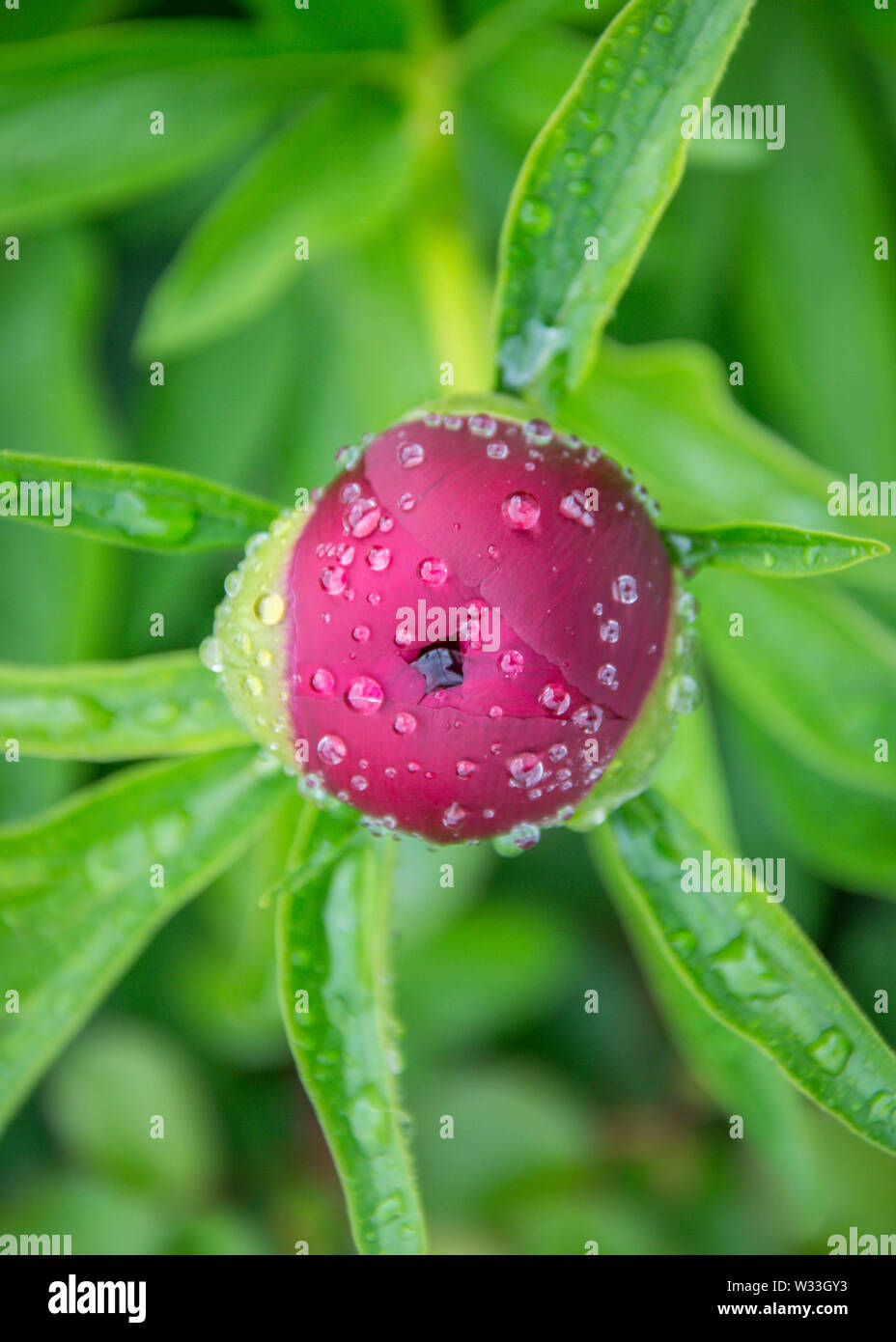 - Nahaufnahme Bild der roten Pfingstrosen Knospe im Garten, Makro burgund Pfingstrose im Park mit Wassertropfen, frische nach regen Stockfoto