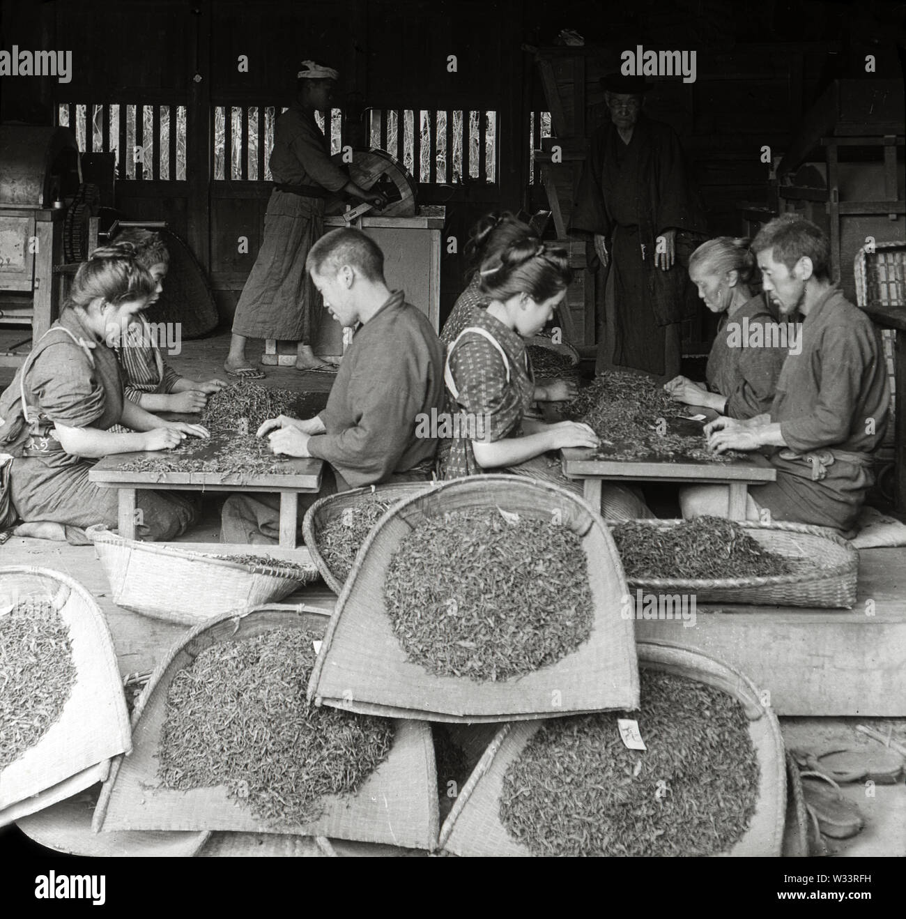 [1900s Japan - Sortierung Teeblätter] - eine Gruppe von Frauen und Männern Sortierung Teeblätter. 20. Jahrhundert vintage Glas schieben. Stockfoto