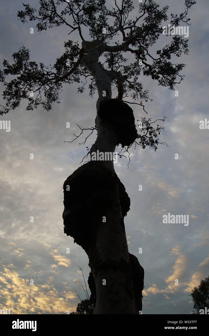 Low Angle Blick auf die Silhouette eines knorrigen Baum gegen eine Dämmerung Himmel Stockfoto