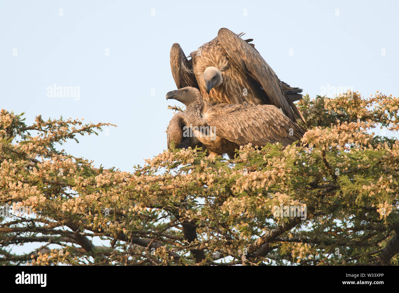 Afrikanische weiß-backed Vulture (Tylose in Africanus), passende Paar Stockfoto