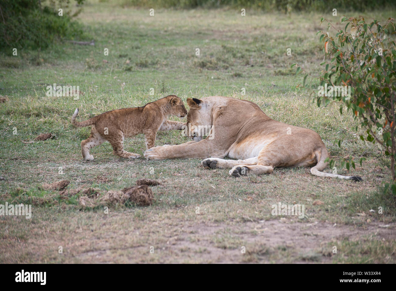 Löwin (Panthera leo) mit einem cub Wer will zu spielen. Stockfoto
