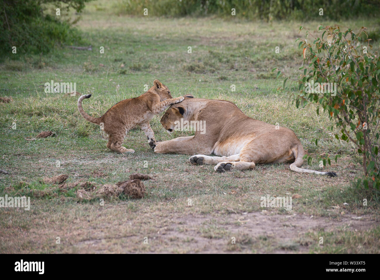 Löwin (Panthera leo) mit einem cub Wer will zu spielen. Stockfoto