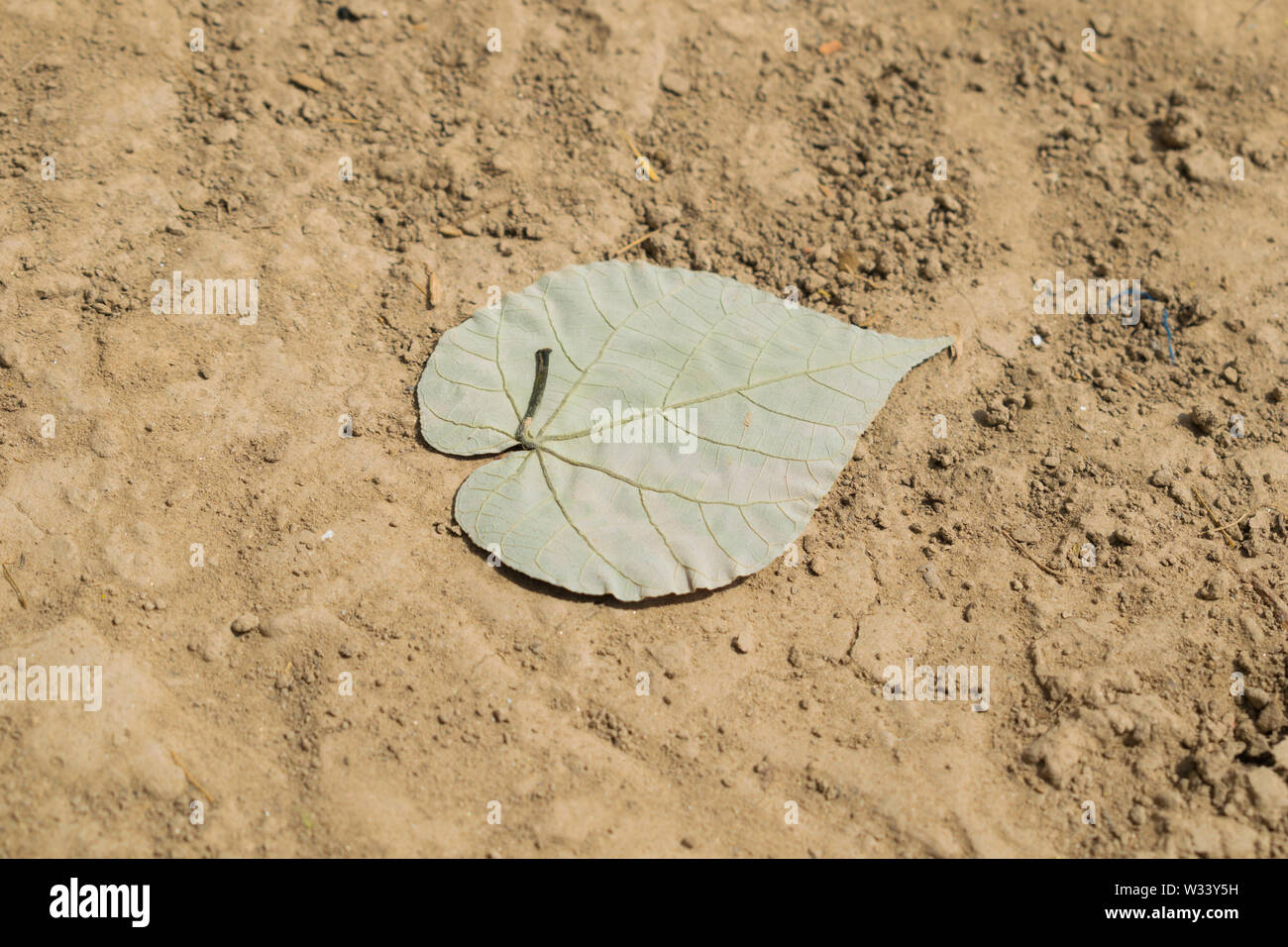 Nahaufnahme eines getrocknete Blätter mit unscharfen Hintergrund, getrocknete Blätter auf der Erde. Herbst Blätter fallen. Stockfoto