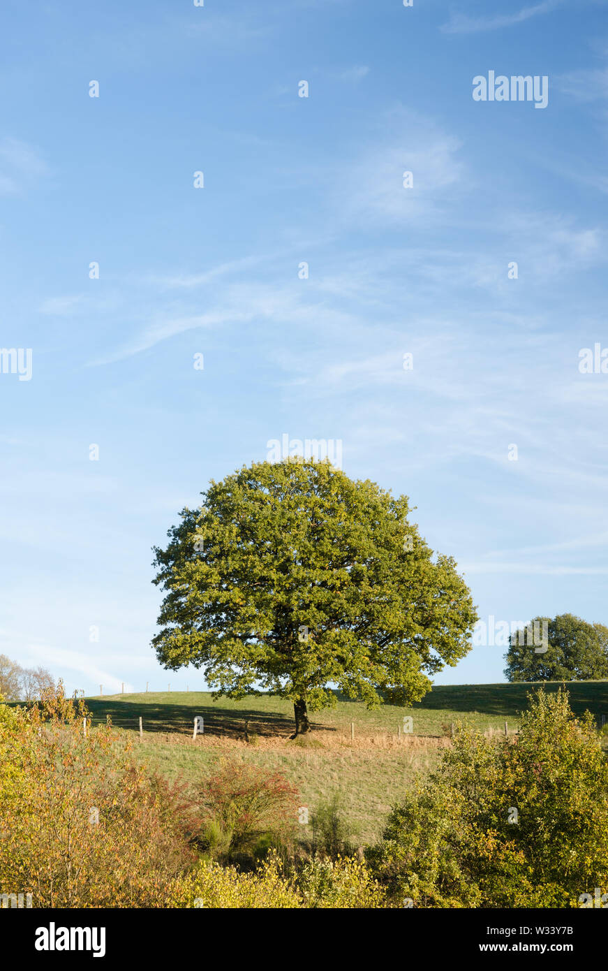 Idyllische Landschaft mit Baum und landwirtschaftlichen Bereich in der Landschaft im Herbst Stockfoto