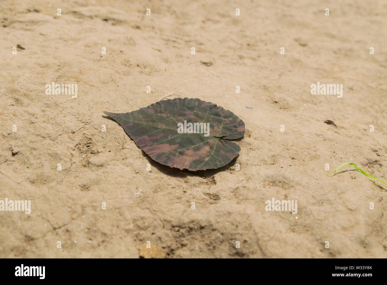 Nahaufnahme der eine getrocknete Blätter mit unscharfen Hintergrund, bis der trockenen Blatt auf der Erde schließen. Stockfoto